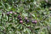 David Plant Photography - Wildlife Photography - Wild plum - C