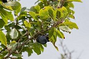 David Plant Photography - Wildlife Photography - Wild plum - D