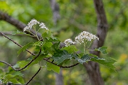 David Plant Photography - Wildlife Photography - Wild service tree, Sorbus torminalis - A