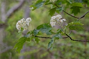 David Plant Photography - Wildlife Photography - Wild service tree, Sorbus torminalis - B