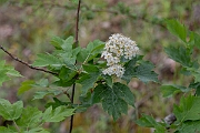 David Plant Photography - Wildlife Photography - Wild service tree, Sorbus torminalis - C