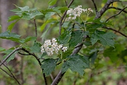 David Plant Photography - Wildlife Photography - Wild service tree, Sorbus torminalis - D