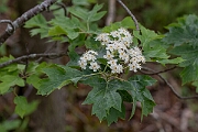 David Plant Photography - Wildlife Photography - Wild service tree, Sorbus torminalis - E