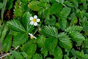 David Plant Photography - Wildlife Photography - Wild strawberry - D