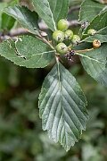 David Plant Photography - Wildlife Photography - Wilmott's whitebeam, Sorbus wilmottiana - A