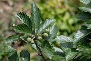 David Plant Photography - Wildlife Photography - Wilmott's whitebeam, Sorbus wilmottiana - B