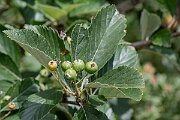 David Plant Photography - Wildlife Photography - Wilmott's whitebeam, Sorbus wilmottiana - C