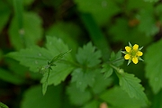 David Plant Photography - Wildlife Photography - Wood avens - A