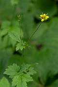 David Plant Photography - Wildlife Photography - Wood avens - B