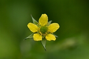 David Plant Photography - Wildlife Photography - Wood avens - E