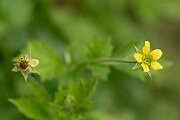 David Plant Photography - Wildlife Photography - Wood avens - F