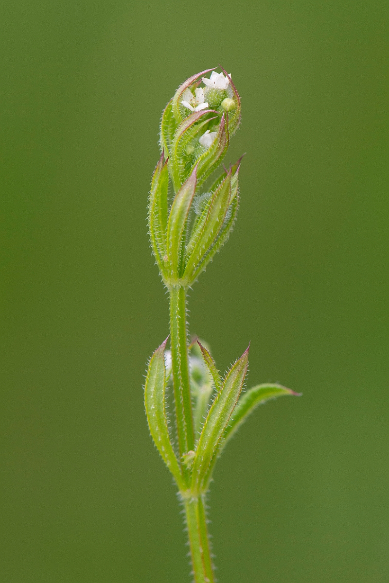 David Plant Photography - Wildlife Photography - Common cleavers - B.JPG - Common cleavers - Suffolk