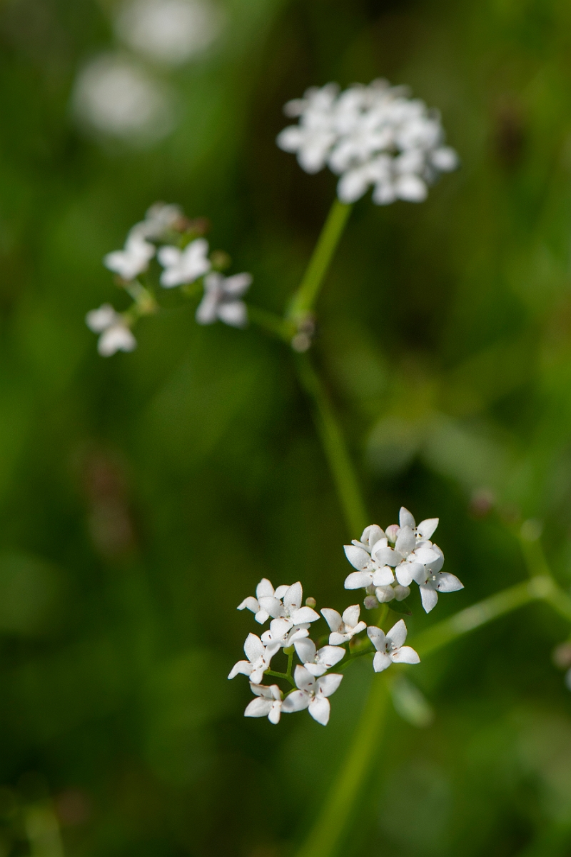David Plant Photography - Wildlife Photography - Common marsh bedstraw - G.JPG - Common marsh bedstraw - Norfolk
