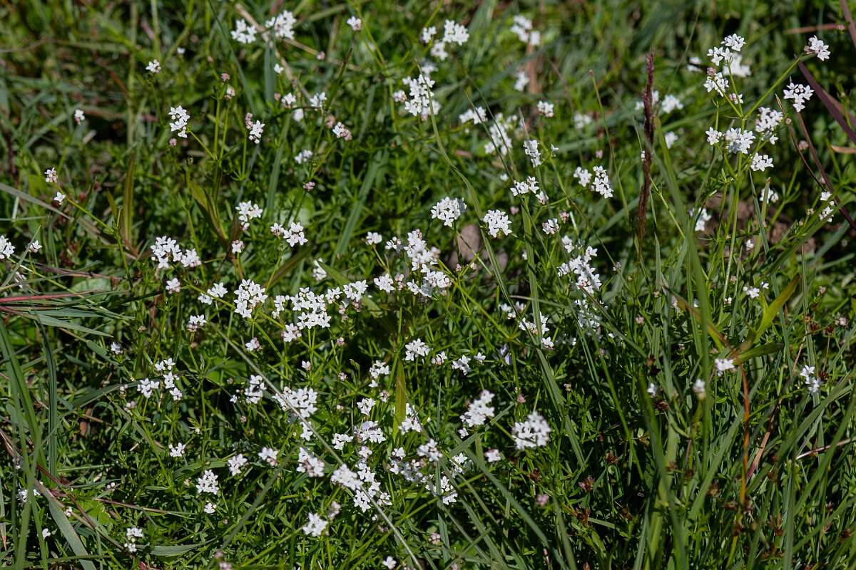 David Plant Photography - Wildlife Photography - Common marsh bedstraw - H.jpg - Common marsh bedstraw, Galium palustre, plant - Hampshire