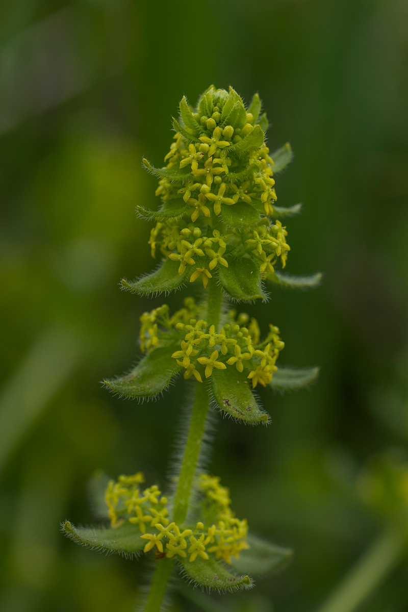 David Plant Photography - Wildlife Photography - Crosswort - A.JPG - Crosswort - Kent