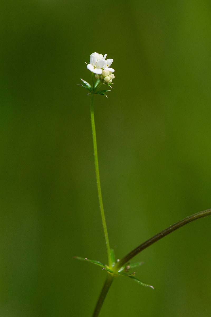David Plant Photography - Wildlife Photography - Fen bedstraw - B.JPG - Fen bedstraw - Norfolk