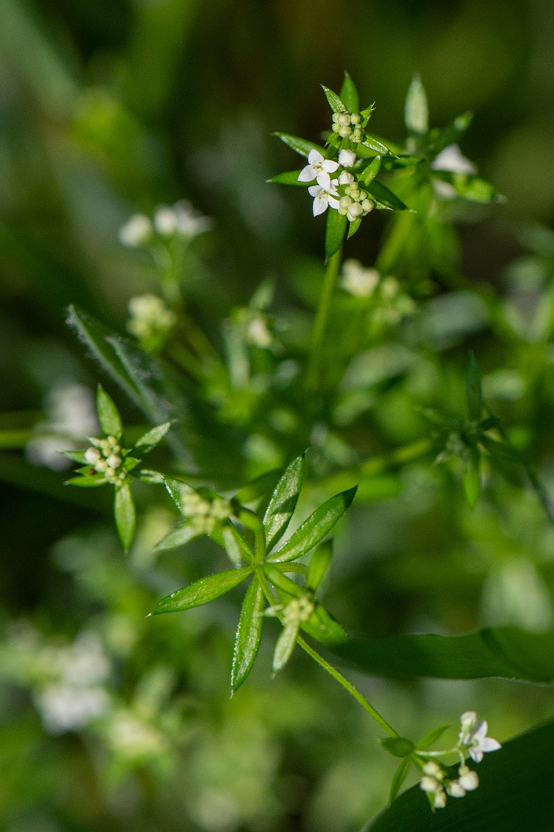 David Plant Photography - Wildlife Photography - Fen bedstraw - C.JPG - Fen bedstraw - Norfolk