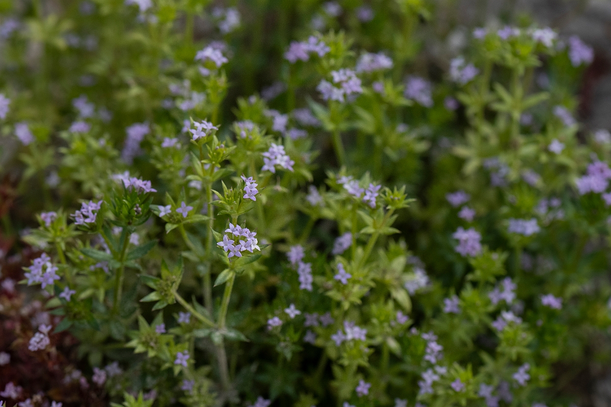 David Plant Photography - Wildlife Photography - Field madder - C.JPG - Field madder - Hertfordshire