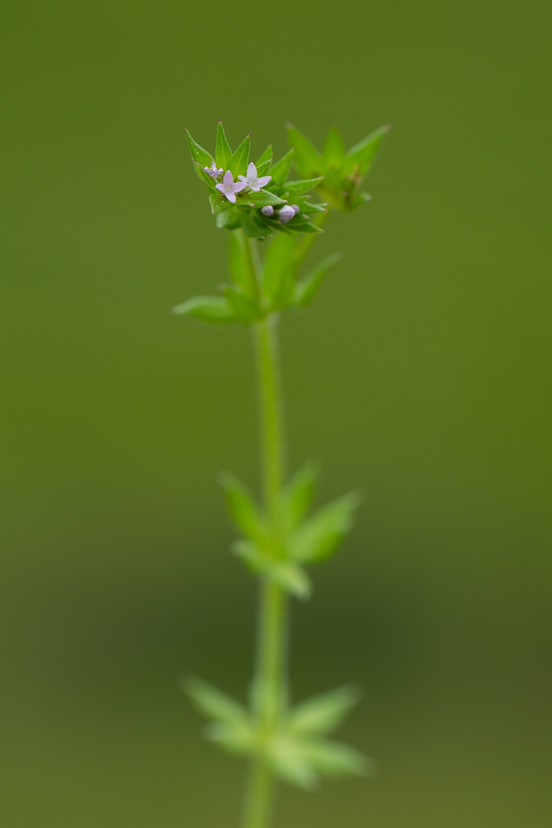 David Plant Photography - Wildlife Photography - Field madder - E.jpg - Field madder - Bedfordshire