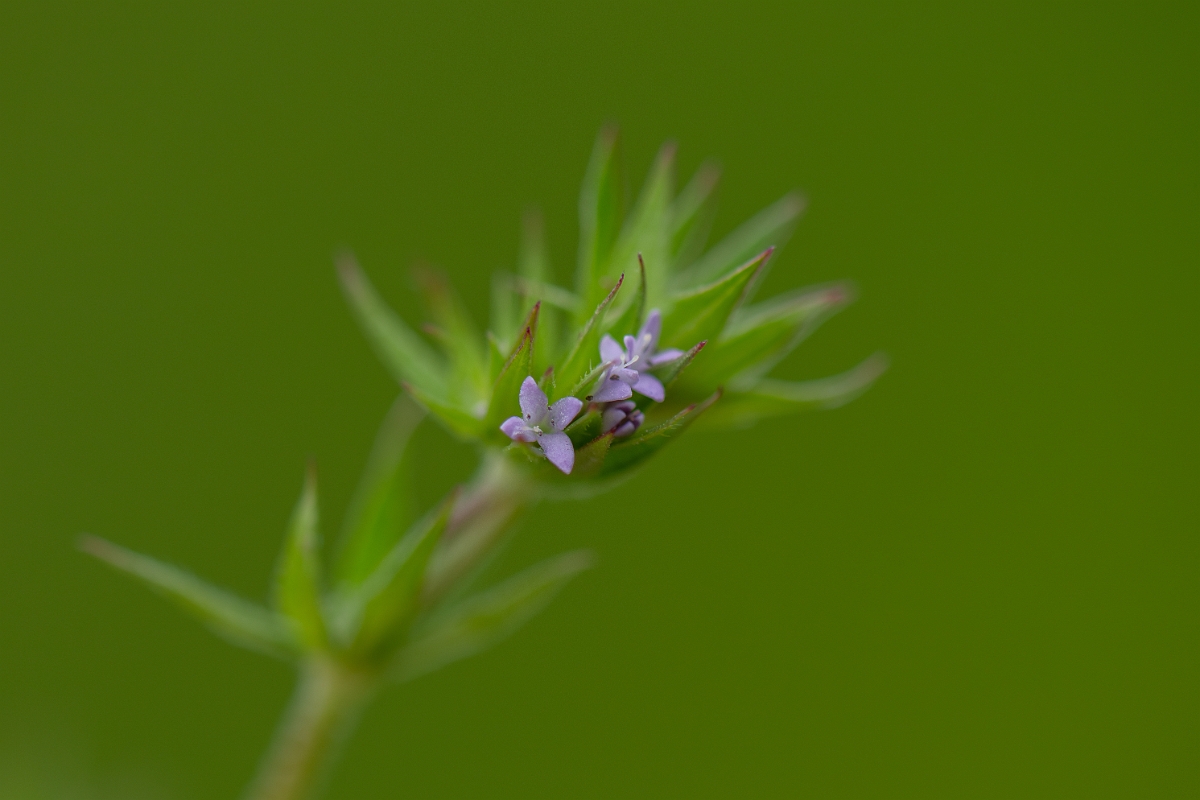 David Plant Photography - Wildlife Photography - Field madder - F.jpg - Field madder - Bedfordshire