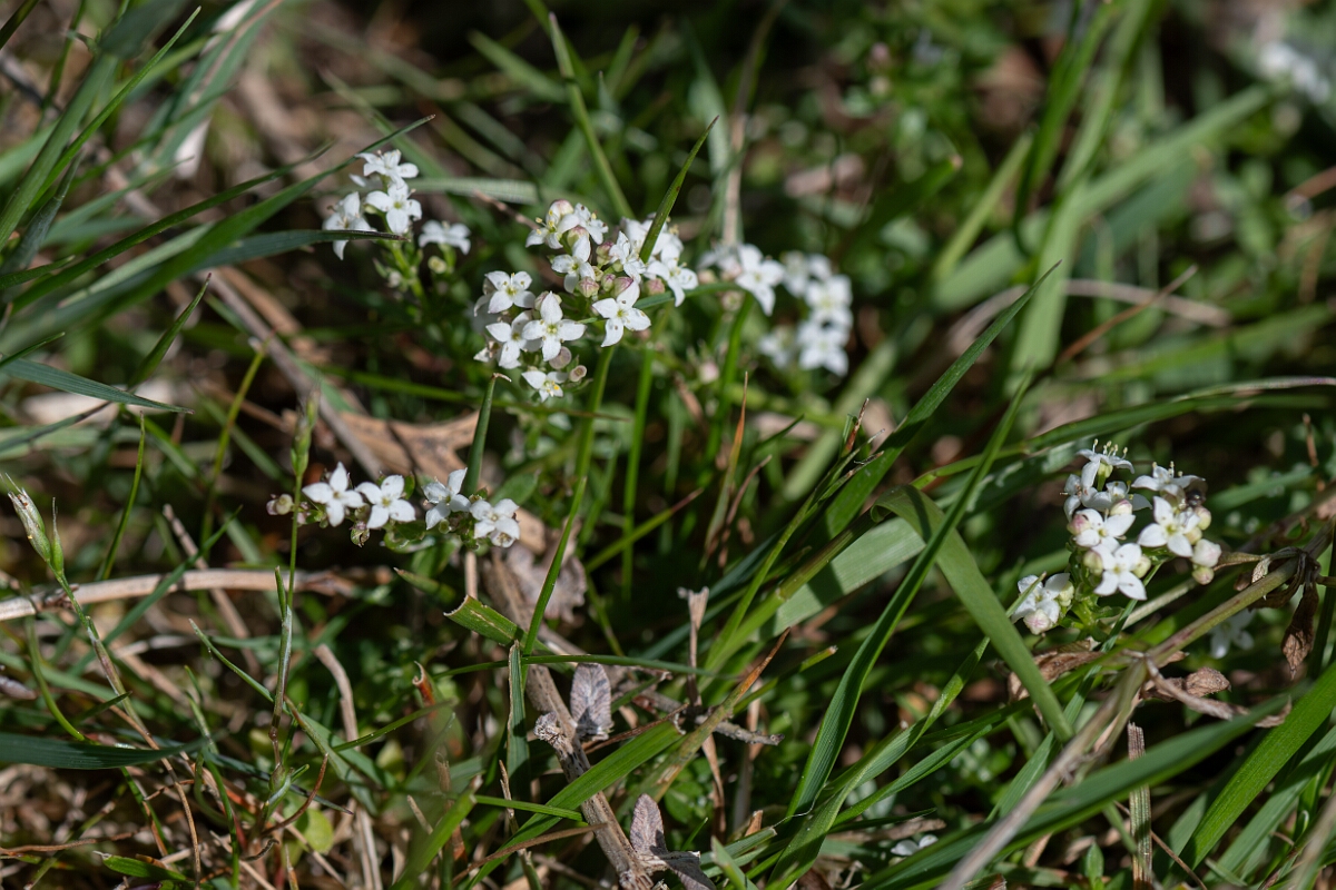 David Plant Photography - Wildlife Photography - Heath bedstraw - G.jpg - Heath bedstraw, Galium saxatile - Hampshire
