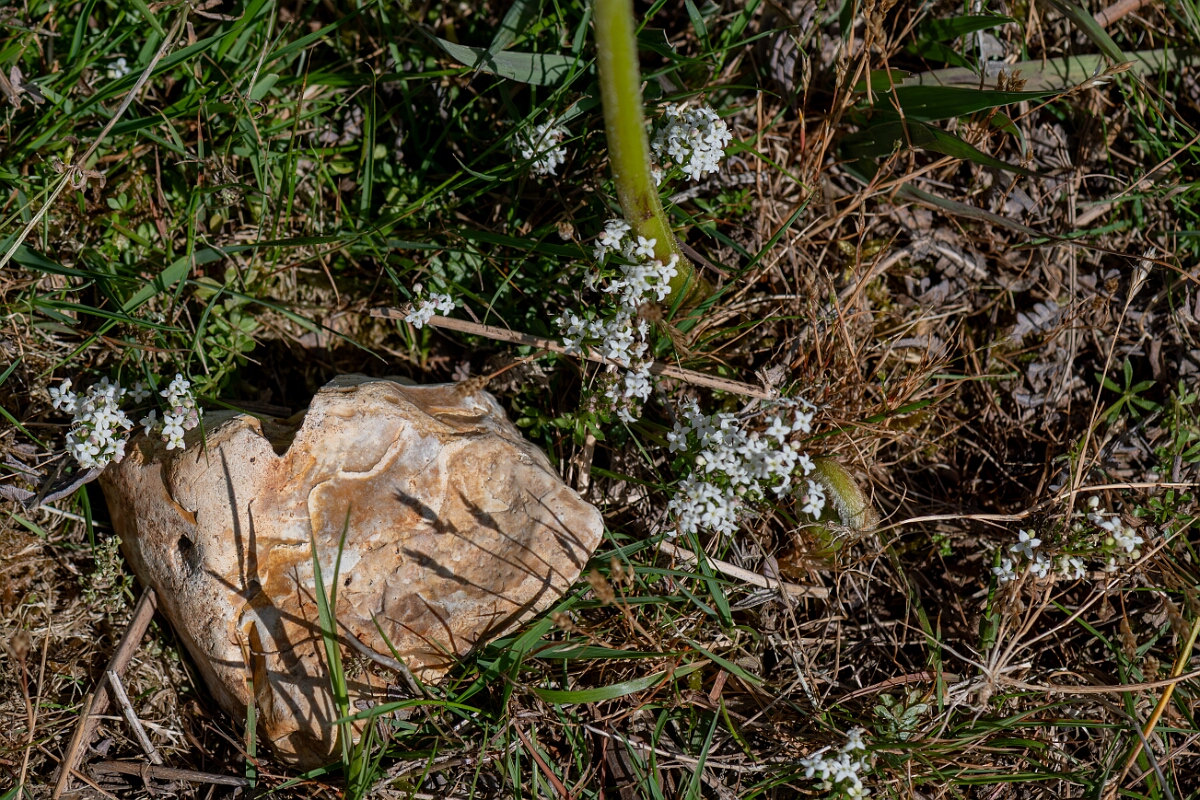 David Plant Photography - Wildlife Photography - Heath bedstraw - H.jpg - Heath bedstraw, Galium saxatile - Hampshire