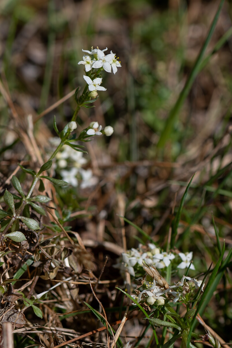 David Plant Photography - Wildlife Photography - Heath bedstraw - J.jpg - Heath bedstraw, Galium saxatile - Hampshire