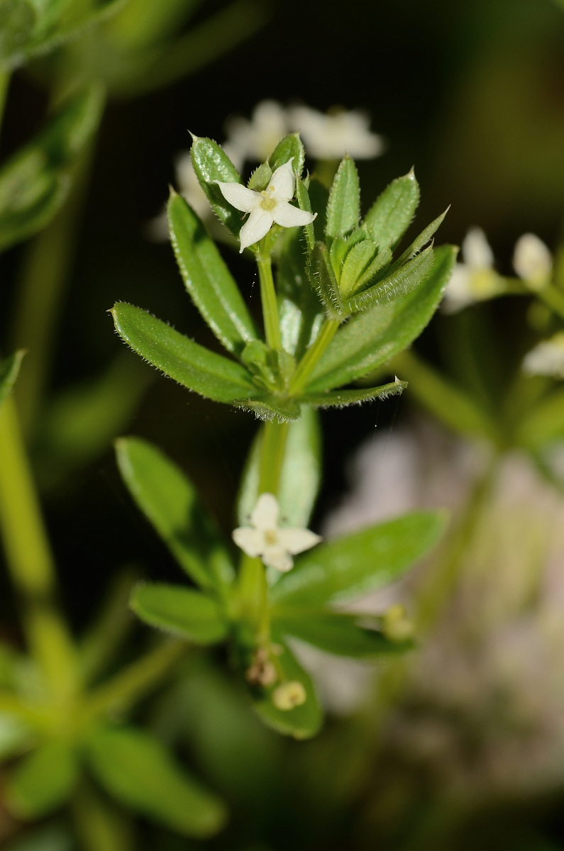 David Plant Photography - Wildlife Photography - Hedge bedstraw - A.jpg - Hedge bedstraw flower - Cotswolds