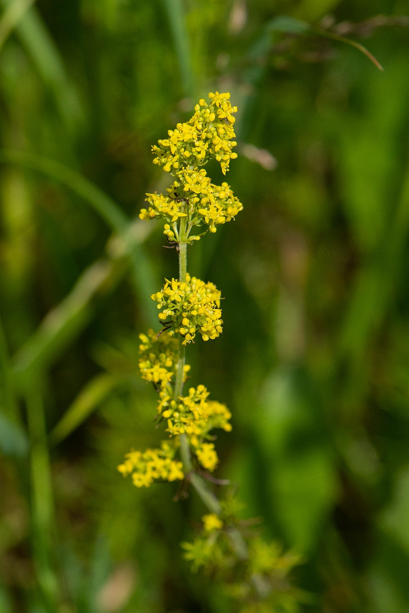 David Plant Photography - Wildlife Photography - Ladys bedstraw - B.JPG - Lady's bedstraw - Oxfordshire