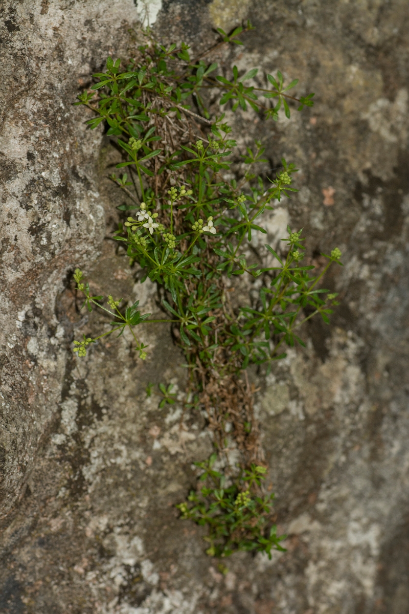 David Plant Photography - Wildlife Photography - Limestone bedstraw - D.jpg - Limestone bedstraw, plant - County Durham