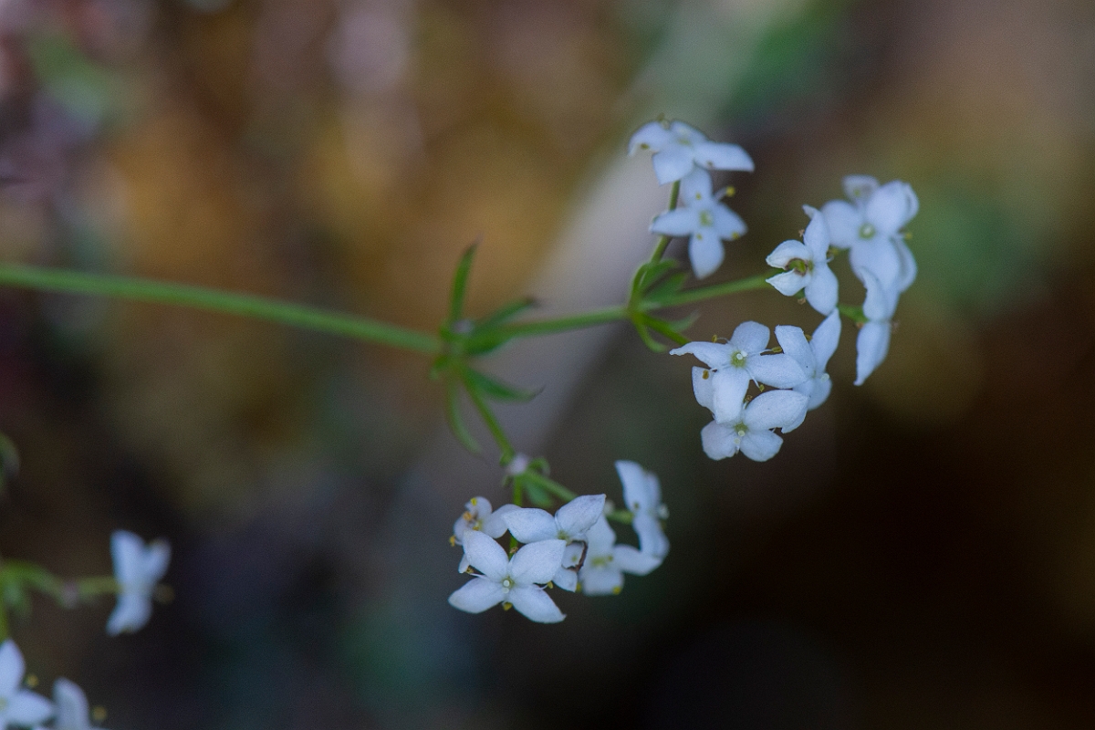 David Plant Photography - Wildlife Photography - Limestone bedstraw - E.JPG - Limestone bedstraw - Perthshire