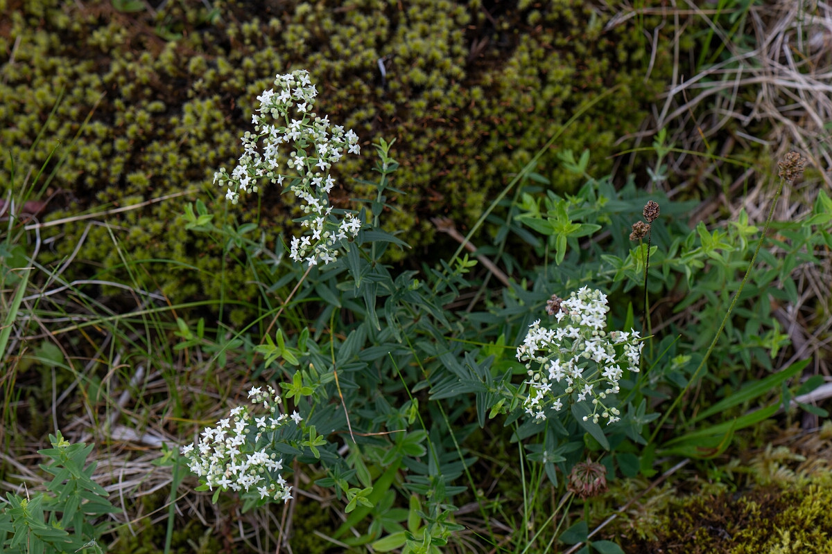 David Plant Photography - Wildlife Photography - Northern bedstraw - E.jpg - Northern bedstraw - Perthshire