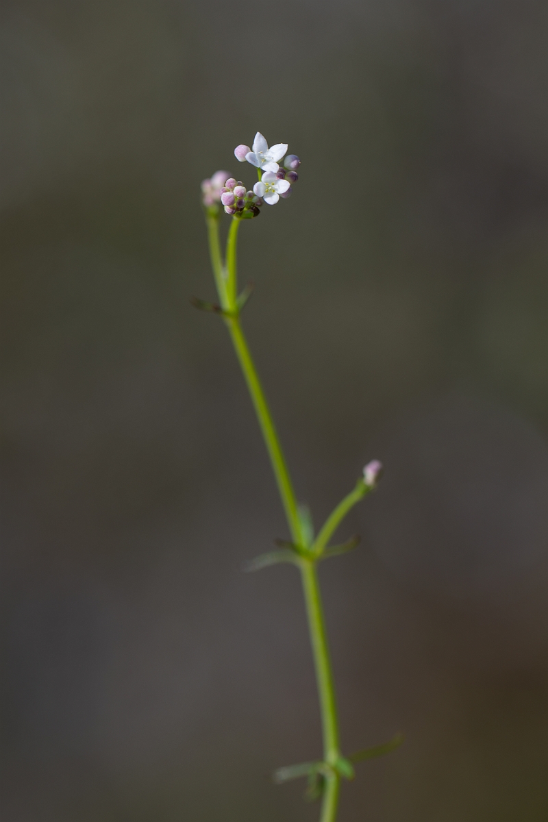 David Plant Photography - Wildlife Photography - Slender marsh bedstraw - A.jpg - Slender marsh-bedstraw - Hampshire
