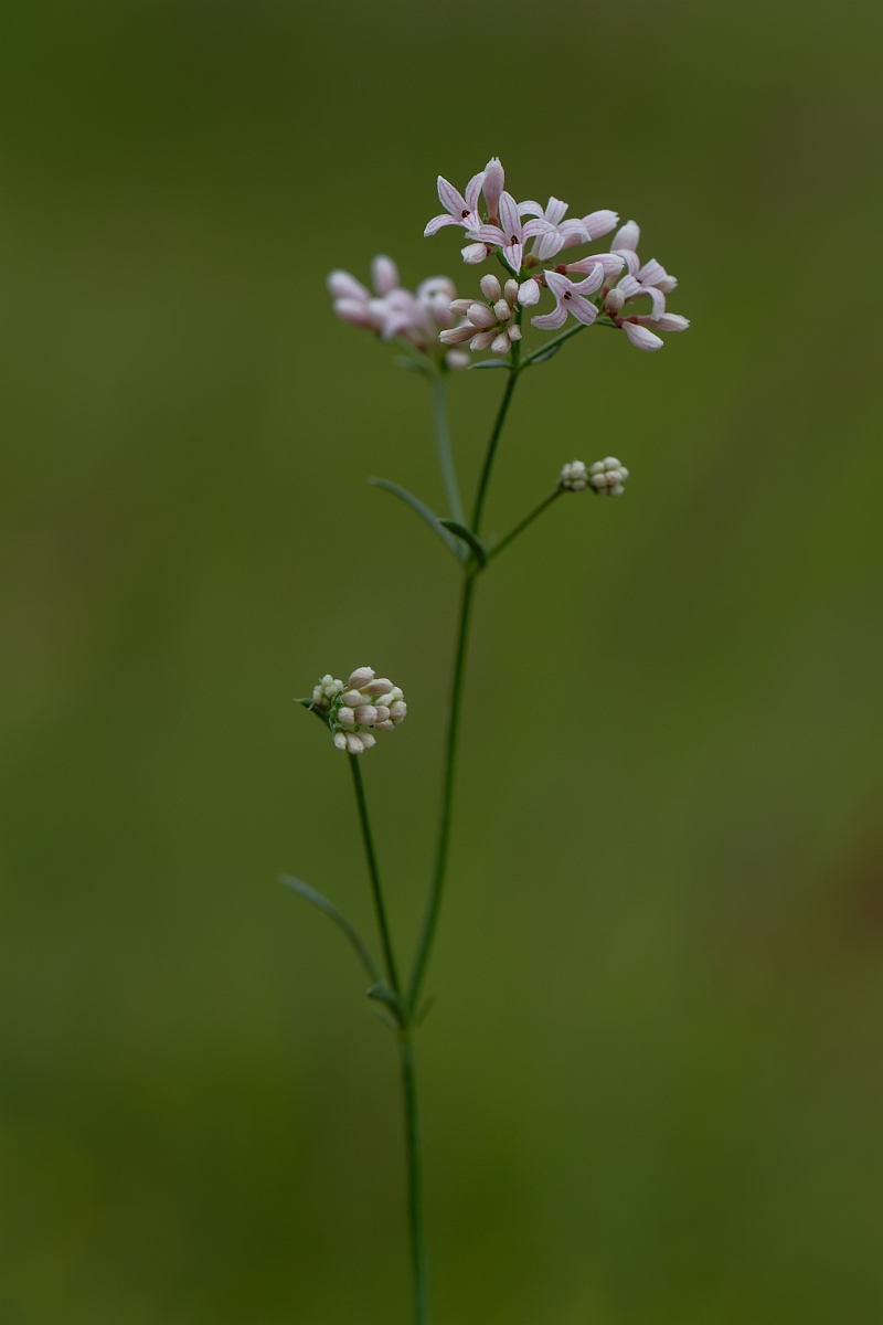David Plant Photography - Wildlife Photography - Squinancywort - D.jpg - Squinancywort - Bedfordshire