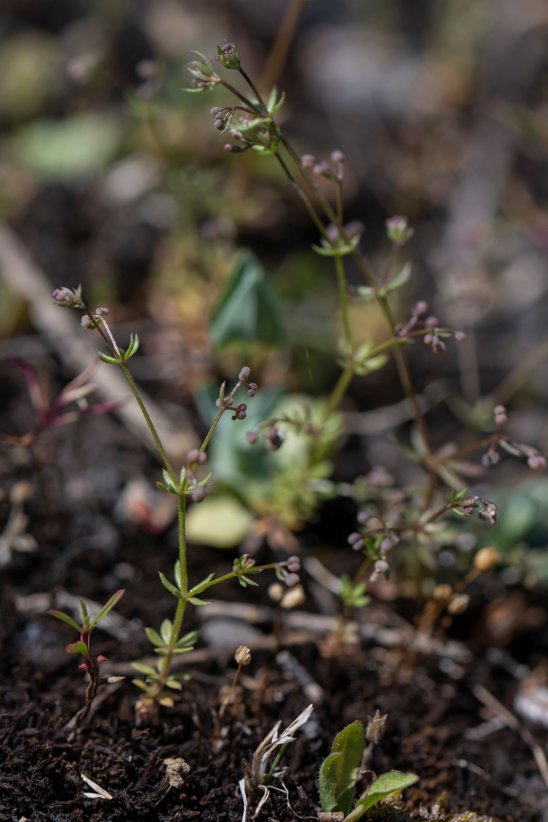 David Plant Photography - Wildlife Photography - Wall bedstraw - A.JPG - Wall bedstraw - Kent