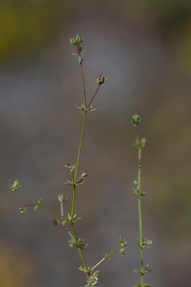 David Plant Photography - Wildlife Photography - Wall bedstraw - C.JPG - Wall bedstraw - Kent
