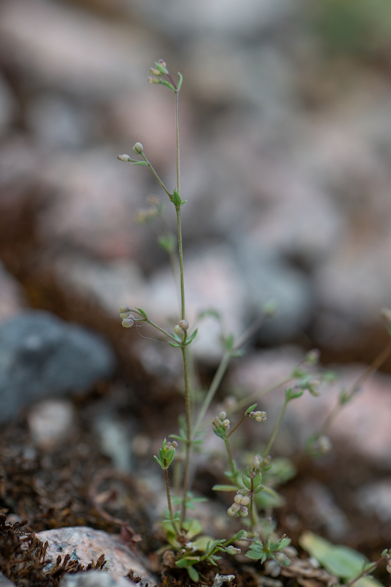 David Plant Photography - Wildlife Photography - Wall bedstraw - E.jpg - Wall bedstraw - Cambridgeshire