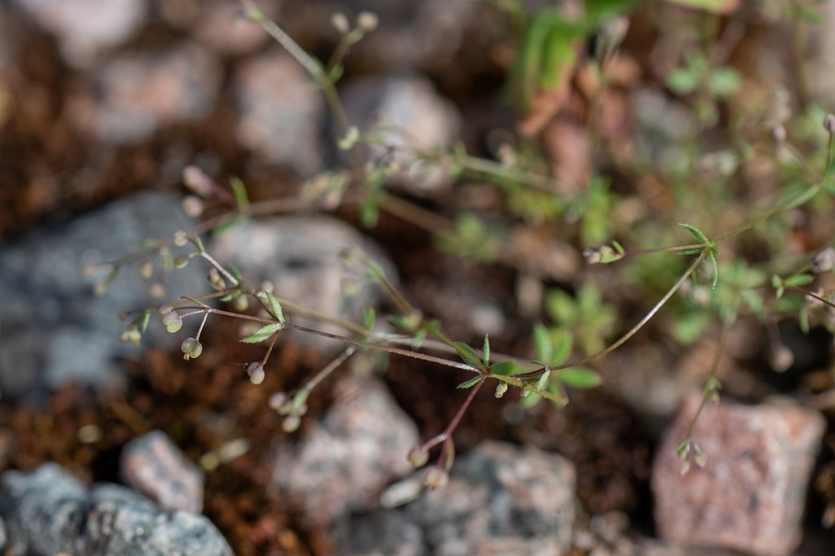 David Plant Photography - Wildlife Photography - Wall bedstraw - F.jpg - Wall bedstraw - Cambridgeshire
