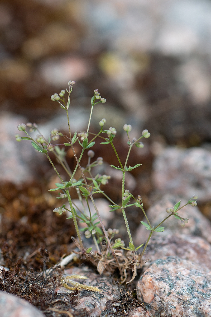 David Plant Photography - Wildlife Photography - Wall bedstraw - G.jpg - Wall bedstraw - Cambridgeshire