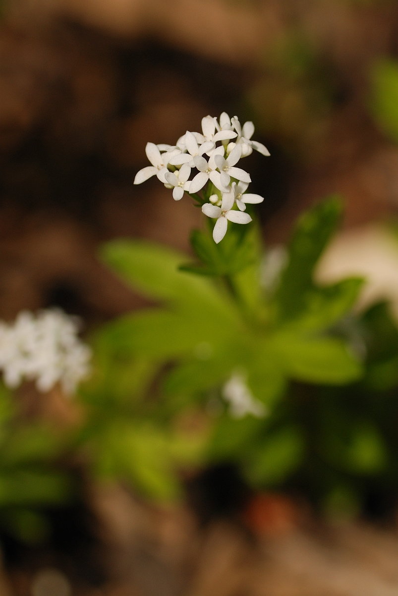 David Plant Photography - Wildlife Photography - Woodruff - A.jpg - Woodruff flowers - Cotswolds