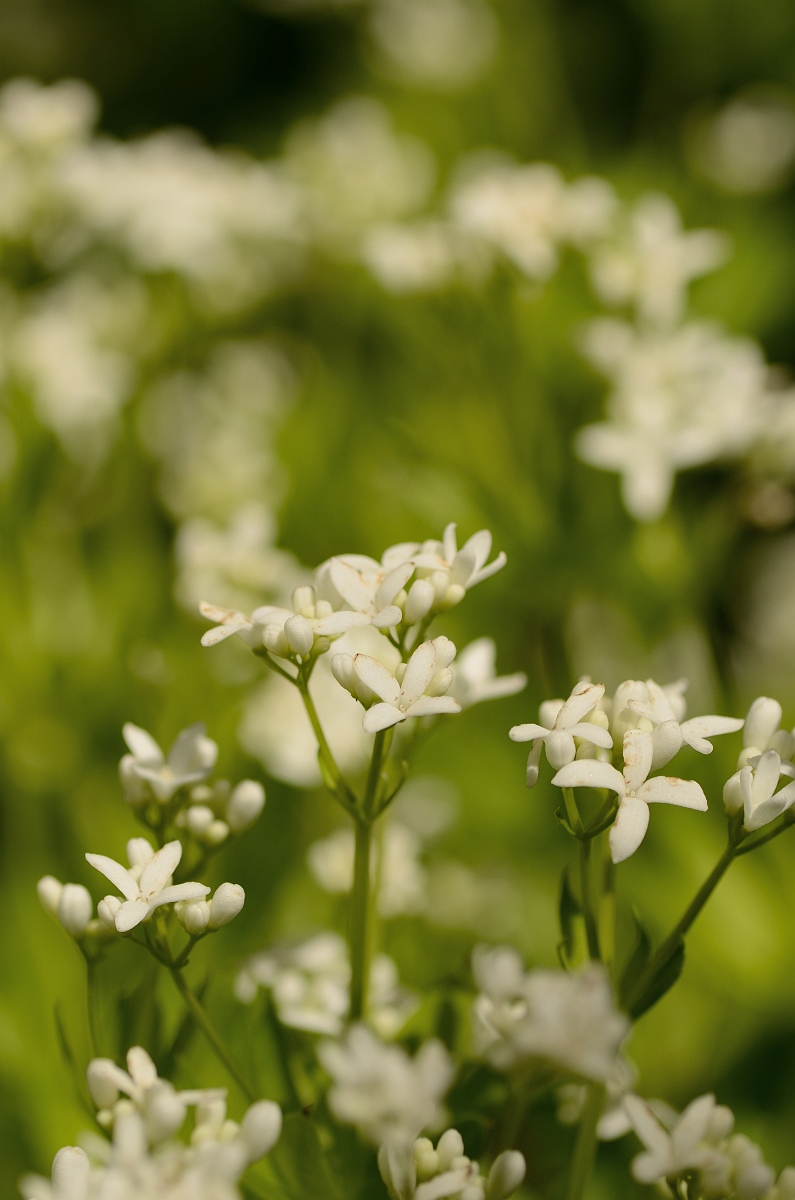David Plant Photography - Wildlife Photography - Woodruff - B.jpg - Woodruff - Cotswolds