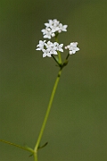 David Plant Photography - Wildlife Photography - Common marsh bedstraw - I