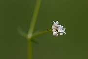 David Plant Photography - Wildlife Photography - Common marsh bedstraw - J
