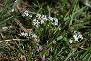 David Plant Photography - Wildlife Photography - Heath bedstraw - G