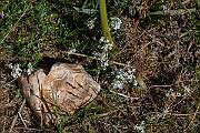 David Plant Photography - Wildlife Photography - Heath bedstraw - H
