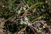 David Plant Photography - Wildlife Photography - Heath bedstraw - I