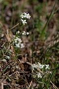 David Plant Photography - Wildlife Photography - Heath bedstraw - J