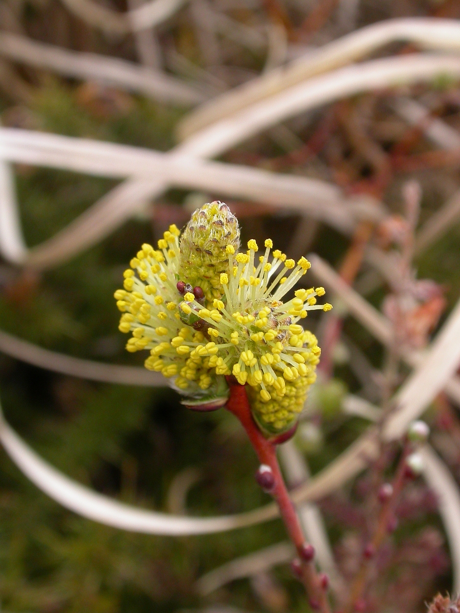 David Plant Photography - Wildlife Photographer - Creeping willow flowers - A.jpg - Creeping willow flowers - Dorset