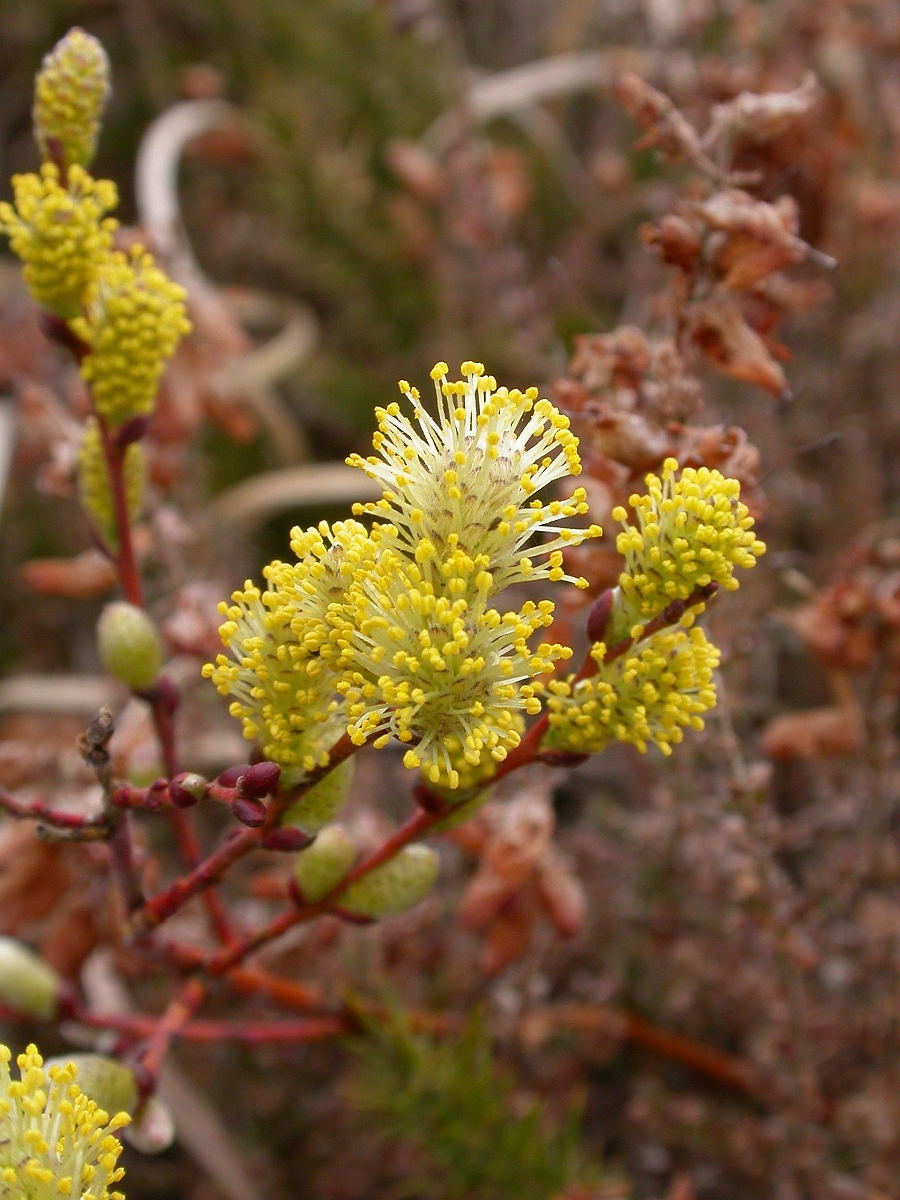 David Plant Photography - Wildlife Photographer - Creeping willow flowers - B.jpg - Creeping willow flowers - Dorset