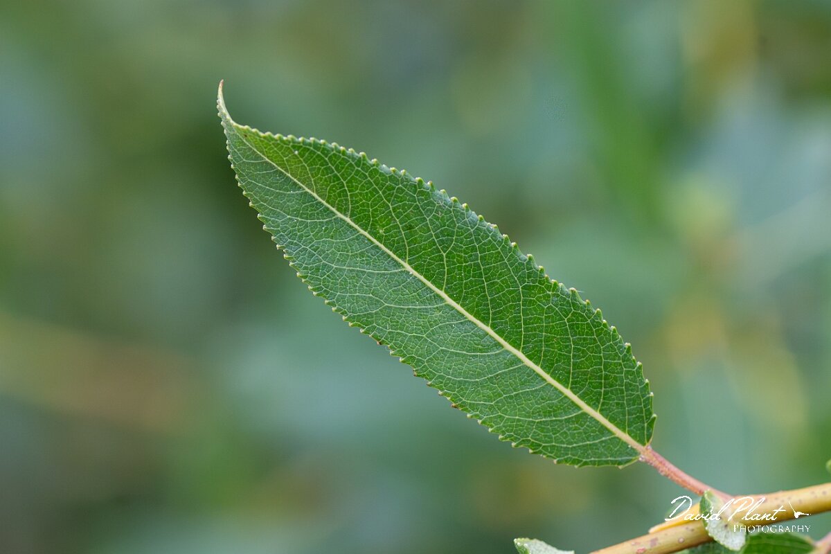 David Plant Photography - Wildlife Photography - Almond willow - A.jpg - Almond willow, Salix triandra - Gloucestershire
